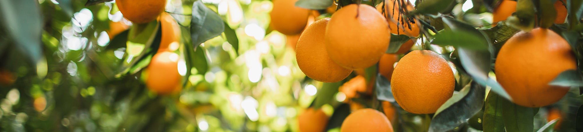 21 Dinge mit Orangen